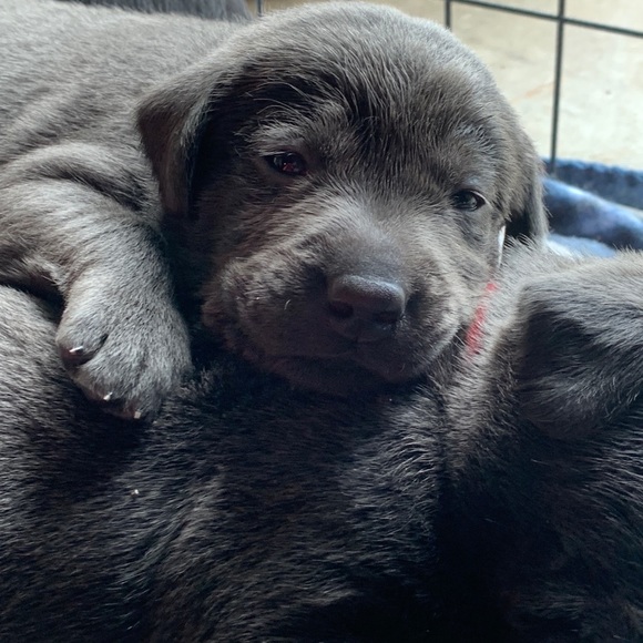 Meet your Posher, Terri - Picture 2 of 11